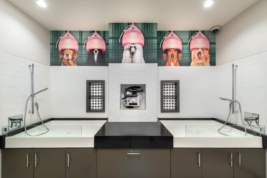Pet spa with two wash bays, dryer, and treats